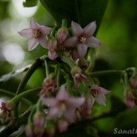 <i>Ardisia willisii</i>  Mez